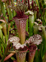 S. ((leuco. x oreophila) x leucophylla “Milton”) - 5538