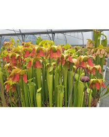 S. x oreophila x (alata x leucophylla) Orange flower