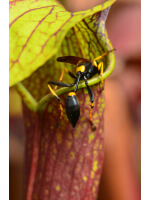 S. ‘Golden-Red Jubilee’ - 5547