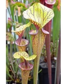 SFO12 S. flava var. ornata -- Pender Co ( F78 MK) x SXM41 S.x Moorei -- Florida, W, S. flava var. rugelii x leucophylla