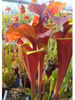 S. flava var. rugelii -- giant robust clone,(PM)( F18-MK) x S. flava var. atropurpurea -- `Kimber Red Ruffles’ (DC)(F195,MK) - 5558