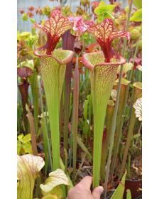 SL25 S. leucophylla -- pink lip, Appalachicola  x SFO10 S. flava var. ornata -- solid red throat