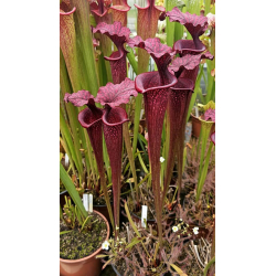 S.x Moorei -- Sarracenia Nurseries large moorei (H9,MK,MK)-Sarracenia x Moorei