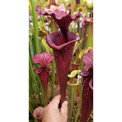 S.x Moorei -- Sarracenia Nurseries large moorei (H9,MK,MK)-Sarracenia x Moorei
