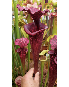 Sarracenia x Moorei --...