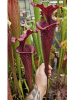 Sarracenia x Moorei -- SX112F selected from L18 MK x F88MK, clone f - 5569