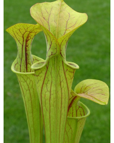 Sarracenia oreophila -- Boaz, AL. Clone 1, (O3A,MK)