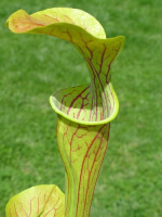 Sarracenia oreophila -- Boaz, AL. Clone 1, (O3A,MK) - 5571