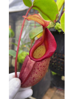 Nepenthes rajah x veitchii...