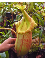 Nepenthes villosa x...