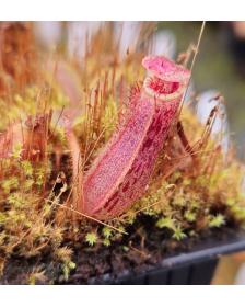 Nepenthes veitchii candy red x mollis