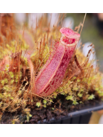 Nepenthes veitchii candy...