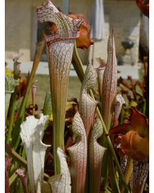 S. leucophylla -- pubescent 