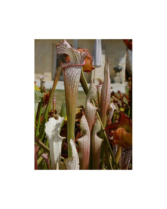 S. leucophylla -- pubescent 