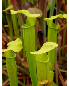 S. alata -- green light veins,wavy lid. Near citronelle,alabama. P.Mckeown