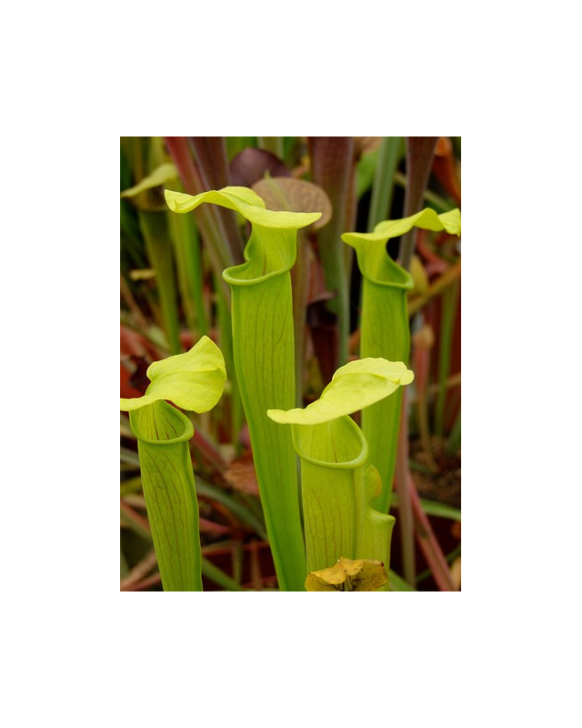 S. alata -- green light veins,wavy lid. Near citronelle,alabama. P.Mckeown