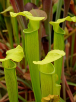 S. alata -- green light veins,wavy lid. Near citronelle,alabama. P.Mckeown