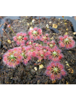 Drosera "Lake Badgerup" Drosera "Lake Badgerup"
