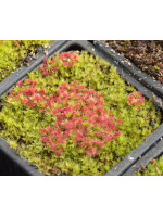 Drosera x carbarup - 5630