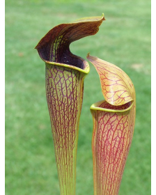 S. alata -- Stone County,W (AP) Heavily viened,Red Lid bulbous pitchers(A20,MK)