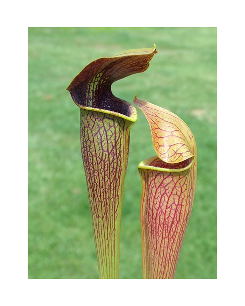 S. alata -- Stone County,W (AP) Heavily viened,Red Lid bulbous pitchers(A20,MK)