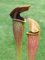 S. alata -- Stone County,W (AP) Heavily viened,Red Lid bulbous pitchers(A20,MK)