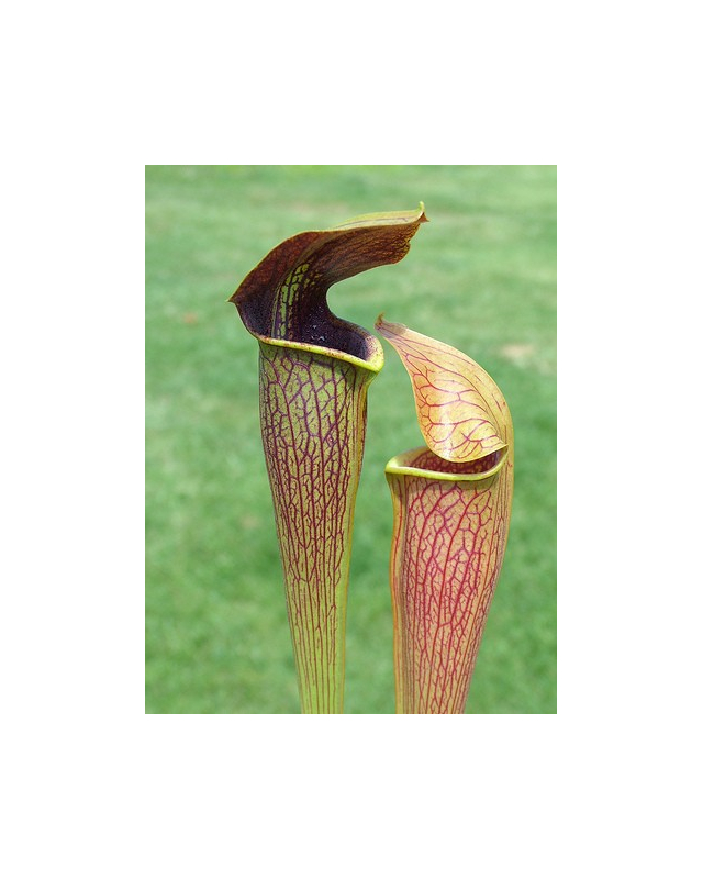 S. alata -- Stone County,W (AP) Heavily viened,Red Lid bulbous pitchers(A20,MK) S. alata -- Stone County,W (AP) Heavily viened,Red Lid bulbous pitchers(A20,MK)