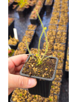 Drosera filiformis - 5651