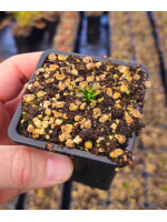 Drosera x hybrida - 5652