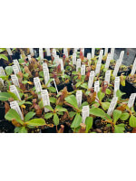 Nepenthes hamata x truncata BE-4564 - 5653