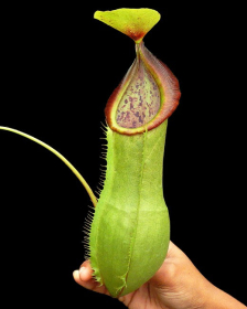N. spathulata x tobaica – clone sélectionné : BE-3903