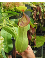 N. spathulata x tobaica – clone sélectionné : BE-3903 - 5659