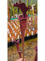 SF010 S. flava var. ornata -- solid red throat (MK F88) x SXM61 S.x Moorei -- “Timothy King” cl1 - 5666