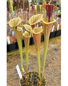 Sarracenia Flava Ornata -...