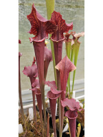 S.x Moorei -- "Luben's Red" - 5668