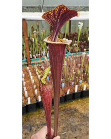 Sarracenia flava var....