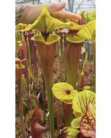 Sarracenia flava var....