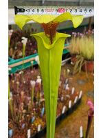Sarracenia flava -- Fall line, Edmund SC,(WS) ( F182B MK) - 5674