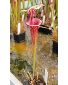 SFO10 S. flava var. ornata...