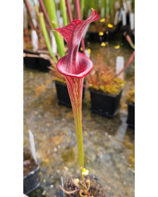 SFO10 S. flava var. ornata...