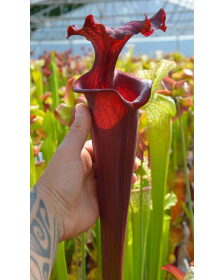 Sarracenia 'Red Tower'