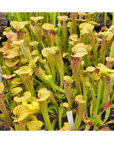 Sarracenia oreophila -- typical form
