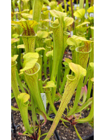 Sarracenia oreophila -- green form,Dekalb Co,P.Wilson - 5696