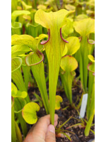 Sarracenia oreophila -- Narrow Phyllodia - 5700