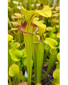 Sarracenia oreophila --...