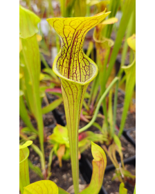 S. oreophila -- Giant,NE...