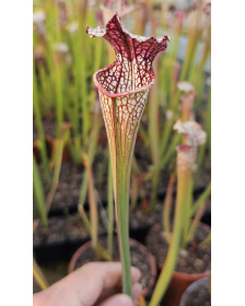 Sarracenia x areolata...