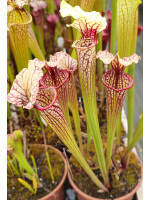 S.x Moorei -- Pinkish top, Derek Clavell-Bate/Norman Parker(H87,MK) - 5707