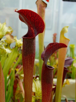 S. alata -- All red, De Soto National Forest. Large wide, red lid,W(PW), (A22 MK)