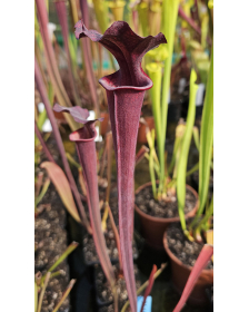SL11 S. leucophylla --...